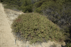 Photo taken at Fort Ord © 2007 by Dylan Neubauer. 